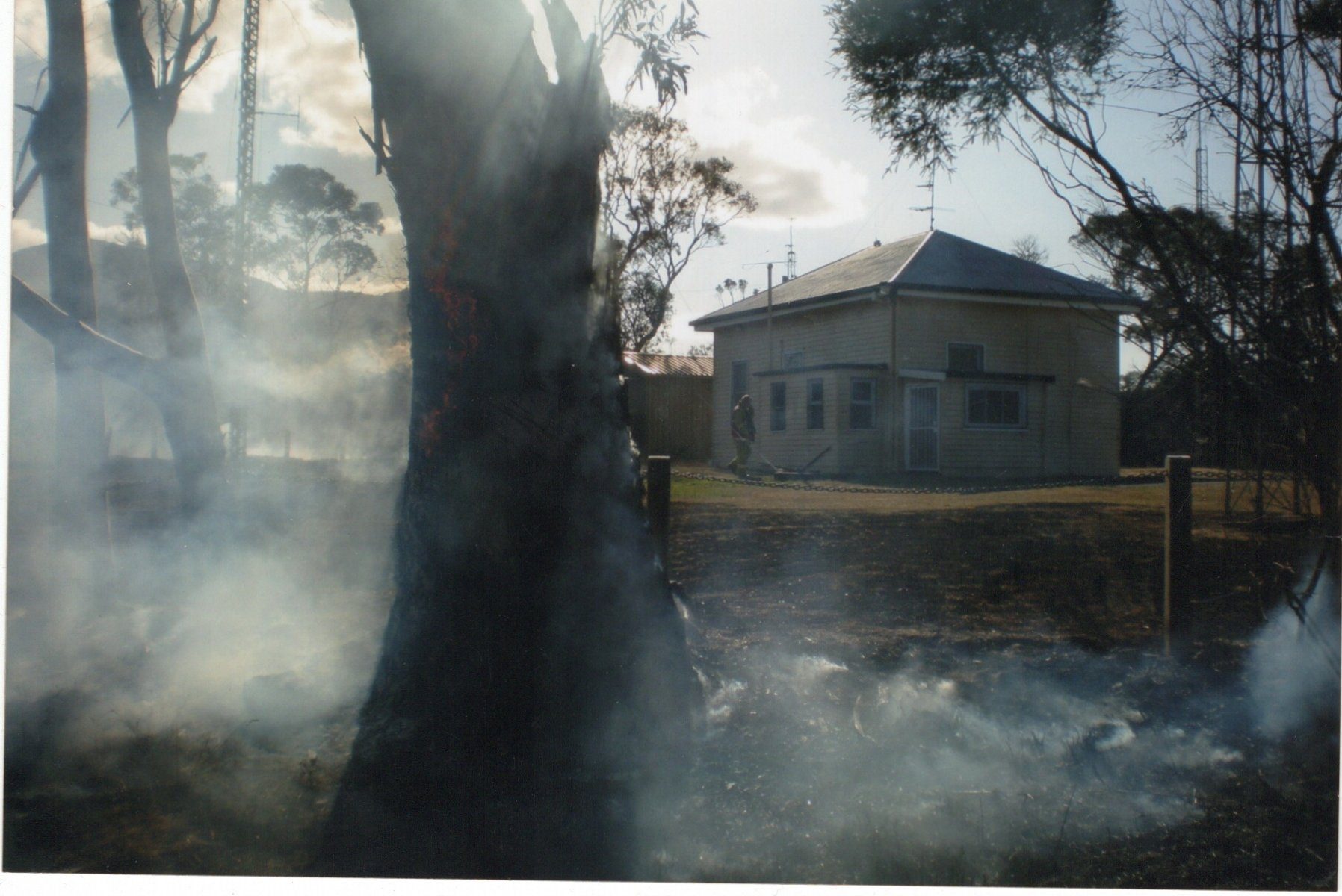 Flames in tree