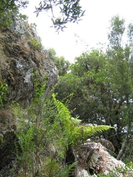 Mt Duncan 025 (2)