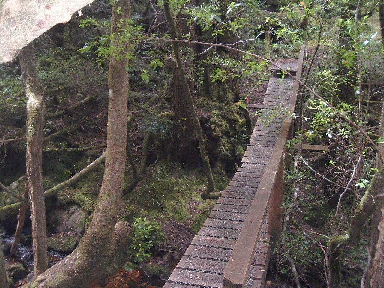 VK7RVP Bridge